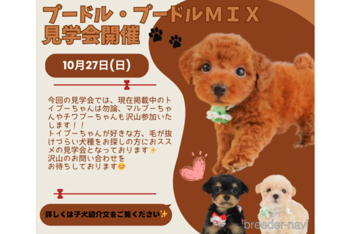 成約済の静岡県のトイプードル-330930の3枚目